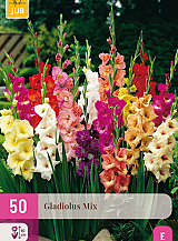 X 50 GLADIOLUS MIX