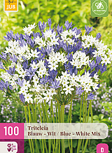 X 100 TRITELEIA BLAUW - WIT MIX