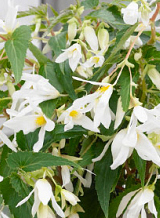 X 10 BEGONIA BOLIVIENSIS SANTA BARBARA