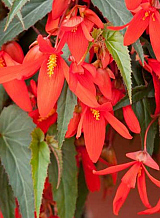 X 10 BEGONIA BOLIVIENSIS SANTA CRUZ