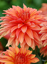 X 10 DAHLIA AUTUMN FAIRY
