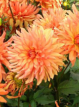 X 10 DAHLIA AUTUMN FAIRY