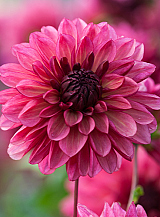 X 10 DAHLIA BACARDI