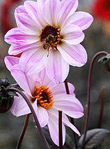 X 10 DAHLIA BISHOP OF LEICESTER