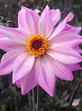 X 10 DAHLIA BISHOP OF LEICESTER