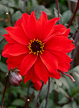 X 10 DAHLIA BISHOP OF LLANDAFF
