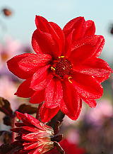 X 10 DAHLIA BISHOP OF LLANDAFF
