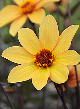 X 10 DAHLIA BISHOP OF YORK