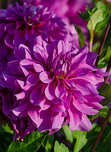X 10 DAHLIA BLUETIFUL