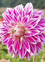 X 10 DAHLIA BRISTOL STRIPE