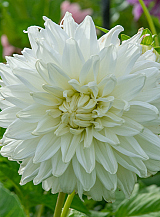 X 10 DAHLIA BULL'S PRIDE
