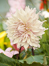 X 10 DAHLIA CAFE AU LAIT