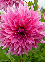 X 10 DAHLIA CAFE AU LAIT ROSE
