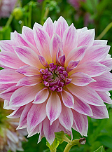 X 10 DAHLIA CAFE AU LAIT ROYAL