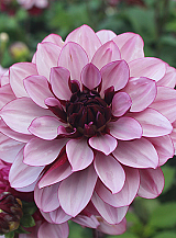 X 10 DAHLIA CREME DE CASSIS