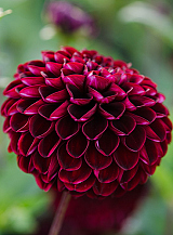X 10 DAHLIA DARK SPIRIT