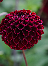 X 10 DAHLIA DARK SPIRIT