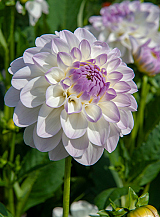 X 10 DAHLIA EVELINE