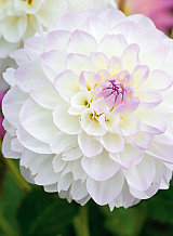 X 10 DAHLIA EVELINE