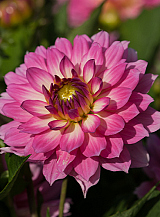 X 10 DAHLIA GALLERY BELLINI