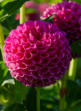 X 10 DAHLIA JOWEY FRAMBO