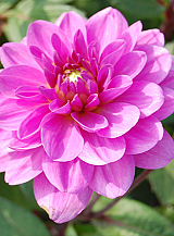 X 10 DAHLIA LAVENDER PERFECTION
