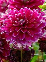 X 10 DAHLIA MALDINI