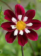 X 10 DAHLIA MARY EVELYN