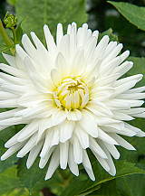 X 10 DAHLIA MY LOVE