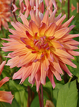 X 10 DAHLIA OMEGA