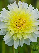 X 10 DAHLIA PASO DOBLE