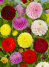 X 10 DAHLIA POMPON MIX