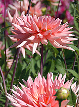 X 10 DAHLIA PREFERENCE