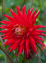 X 10 DAHLIA RED PIGMY