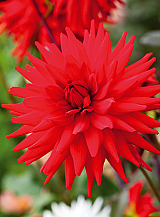 X 10 DAHLIA RED PIGMY