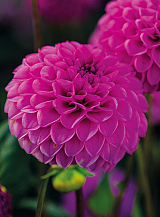 X 10 DAHLIA ROCCO