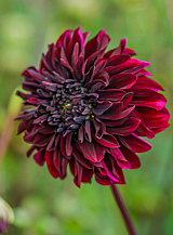 X 10 DAHLIA SOULMAN