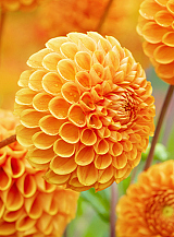 X 10 DAHLIA SOUVENIR D'ETE