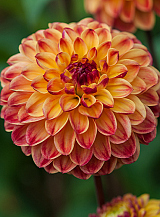 X 10 DAHLIA SUNNY BOY