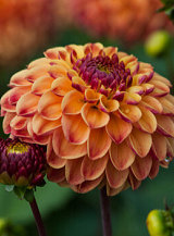 X 10 DAHLIA SUNNY BOY