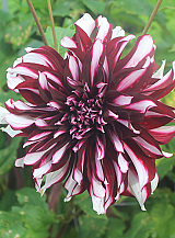 X 10 DAHLIA TARTAN