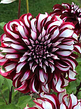 X 10 DAHLIA TARTAN