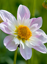 X 10 DAHLIA TEESBROOKE AUDREY