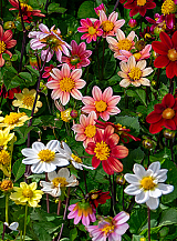 X 10 DAHLIA TOPMIX MIX