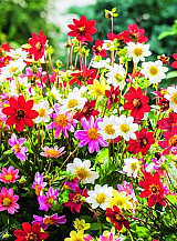X 10 DAHLIA TOPMIX MIX