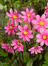 X 10 DAHLIA TOPMIX PINK