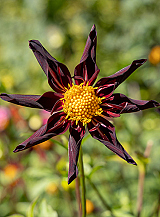 X 10 DAHLIA VERRONE'S OBSIDIAN