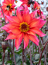 X 10 DAHLIA WALTZING MATHILDA