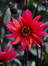X 10 DAHLIA WALTZING MATHILDA