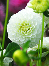 X 10 DAHLIA WHITE ASTER